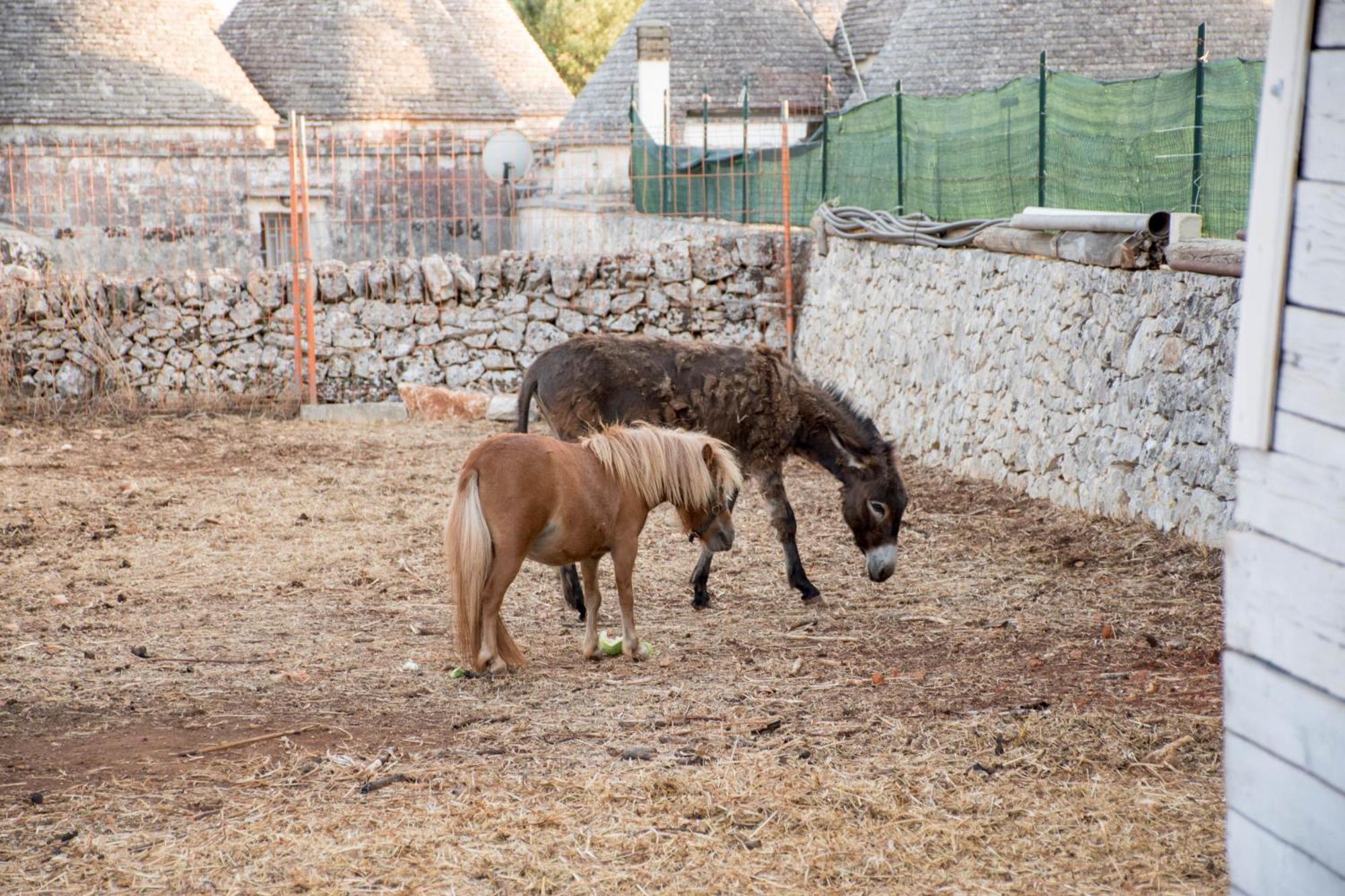 Trullo Cinquenoci Suite Локоротондо Экстерьер фото